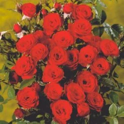 'Scarlet™ Hit'® Rosa X 'Scarlet™ Hit'® (Miniaturerose) A-Kvalitet,- Barrods Roser Min. 3 Grene 7 'Scarlet™ Hit'® Rosa X 'Scarlet™ Hit'® (Miniaturerose) A-Kvalitet,- Barrods Roser Min. 3 Grene -Osmoz Naturens Butik p35437 52059 rosa x scarlet hit miniaturerose 3d51