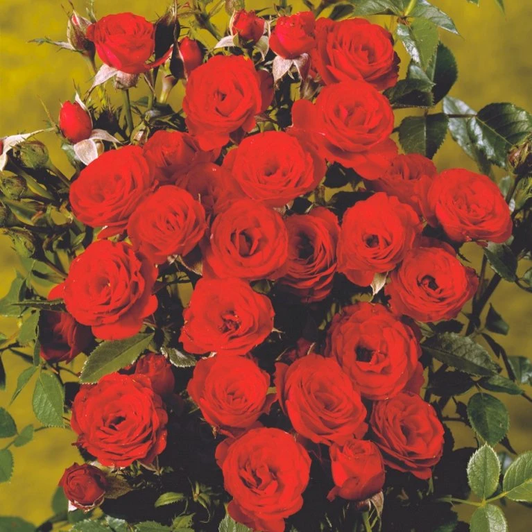 'Scarlet™ Hit'® Rosa X 'Scarlet™ Hit'® (Miniaturerose) A-Kvalitet,- Barrods Roser Min. 3 Grene 5 'Scarlet™ Hit'® Rosa X 'Scarlet™ Hit'® (Miniaturerose) A-Kvalitet,- Barrods Roser Min. 3 Grene - Billede 3
