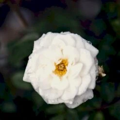 'Snow™ Hit'® Rosa X 'Snow™ Hit'® (Miniaturerose) A-Kvalitet,- Barrods Roser Min. 3 Grene -Osmoz Naturens Butik p35438 52061 rosa x snow hit miniaturerose 8002