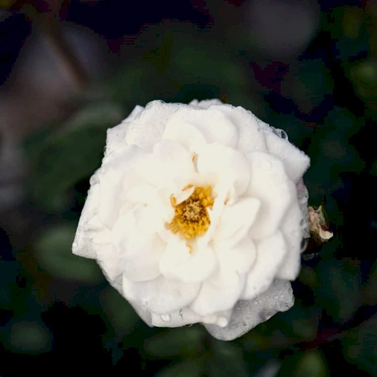 'Snow™ Hit'® Rosa X 'Snow™ Hit'® (Miniaturerose) A-Kvalitet,- Barrods Roser Min. 3 Grene 5 'Snow™ Hit'® Rosa X 'Snow™ Hit'® (Miniaturerose) A-Kvalitet,- Barrods Roser Min. 3 Grene - Billede 3