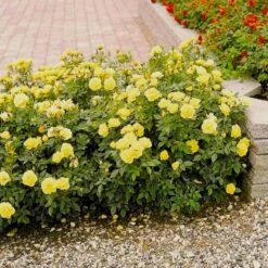 'Sun™ Hit'® Rosa X 'Sun™ Hit'® (Miniaturerose) A-Kvalitet,- Barrods Roser Min. 3 Grene -Osmoz Naturens Butik p35439 52064 rosa x sun hit miniaturerose 2028