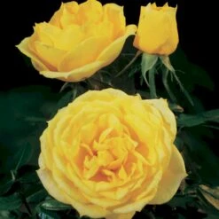 'Sun™ Hit'® Rosa X 'Sun™ Hit'® (Miniaturerose) A-Kvalitet,- Barrods Roser Min. 3 Grene -Osmoz Naturens Butik p35439 52065 rosa x sun hit miniaturerose 9a59