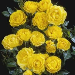 'Sun™ Hit'® Rosa X 'Sun™ Hit'® (Miniaturerose) A-Kvalitet,- Barrods Roser Min. 3 Grene -Osmoz Naturens Butik p35439 52066 rosa x sun hit miniaturerose a36c