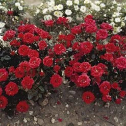 'Top™ Hit'® Rosa X 'Top™ Hit'® (Miniaturerose) A-Kvalitet,- Barrods Roser Min. 3 Grene -Osmoz Naturens Butik p35440 52069 rosa x top hit miniaturerose 39cd