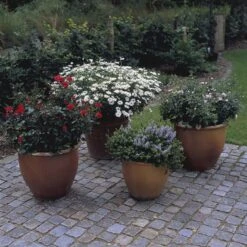 'Top™ Hit'® Rosa X 'Top™ Hit'® (Miniaturerose) A-Kvalitet,- Barrods Roser Min. 3 Grene -Osmoz Naturens Butik p35440 52070 rosa x top hit miniaturerose 3bc7