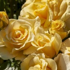 'Gyldensteen'™ Rosa X 'Gyldensteen'™ (Slotsrose) A-Kvalitet,- Barrods Roser Min. 3 Grene 9 'Gyldensteen'™ Rosa X 'Gyldensteen'™ (Slotsrose) A-Kvalitet,- Barrods Roser Min. 3 Grene -Osmoz Naturens Butik p35443 51803 rosa x gyldensteen slotsrose 1af5