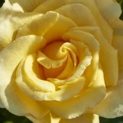 'Gyldensteen'™ Rosa X 'Gyldensteen'™ (Slotsrose) A-Kvalitet,- Barrods Roser Min. 3 Grene 10 'Gyldensteen'™ Rosa X 'Gyldensteen'™ (Slotsrose) A-Kvalitet,- Barrods Roser Min. 3 Grene -Osmoz Naturens Butik p35443 51804 rosa x gyldensteen slotsrose a671