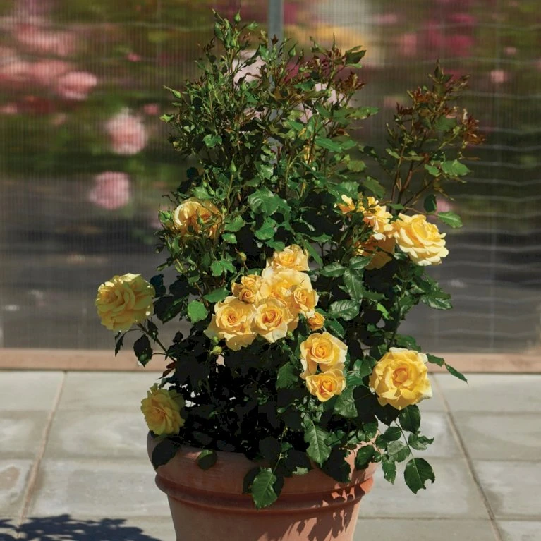 'Gyldensteen'™ Rosa X 'Gyldensteen'™ (Slotsrose) A-Kvalitet,- Barrods Roser Min. 3 Grene 7 'Gyldensteen'™ Rosa X 'Gyldensteen'™ (Slotsrose) A-Kvalitet,- Barrods Roser Min. 3 Grene - Billede 5