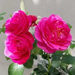 'The Fairy-tale Rose'™ Rosa X 'The Fairy-tale Rose'™ (Slotsrose) A-Kvalitet,- Barrods Roser Min. 3 Grene -Osmoz Naturens Butik p35445 51871 rosa x the fairy tale rose slotsrose f749