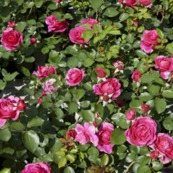 'The Fairy-tale Rose'™ Rosa X 'The Fairy-tale Rose'™ (Slotsrose) A-Kvalitet,- Barrods Roser Min. 3 Grene -Osmoz Naturens Butik p35445 51872 rosa x the fairy tale rose slotsrose baba