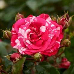 'The Reformations Rose'™ Rosa X 'The Reformations Rose'™ (Slotsrose) A-Kvalitet,- Barrods Roser Min. 3 Grene 8 'The Reformations Rose'™ Rosa X 'The Reformations Rose'™ (Slotsrose) A-Kvalitet,- Barrods Roser Min. 3 Grene -Osmoz Naturens Butik p35446 51875 rosa x the reformations rose slotsrose 184c