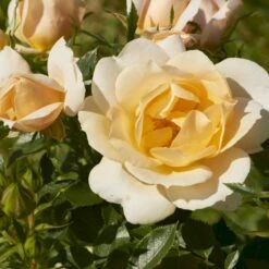 'Amber Cover'® Rosa X 'Amber Cover'® (Bunddækkerose) A-Kvalitet,- Barrods Roser Min. 3 Grene -Osmoz Naturens Butik p354 51922 rosa x amber cover bunddaekkerose d7ee