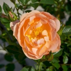 'Amber Cover'® Rosa X 'Amber Cover'® (Bunddækkerose) A-Kvalitet,- Barrods Roser Min. 3 Grene -Osmoz Naturens Butik p354 51923 rosa x amber cover bunddaekkerose b3b6