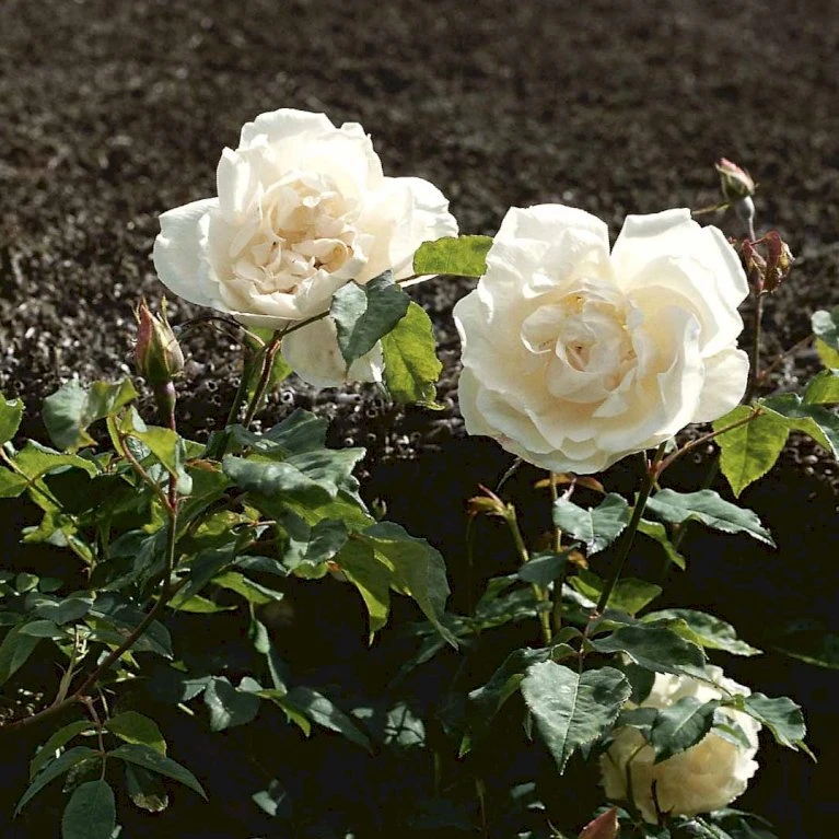 'Mme Alfred Carrière' Rosa Noisettana 'Mme Alfred Carrière' (Slyngrose) A-Kvalitet,- Barrods Roser Min. 3 Grene 3 'Mme Alfred Carrière' Rosa Noisettana 'Mme Alfred Carrière' (Slyngrose) A-Kvalitet,- Barrods Roser Min. 3 Grene