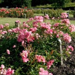 'Bayernland Cover'® Rosa X 'Bayernland Cover'® (Bunddækkerose) A-Kvalitet,- Barrods Roser Min. 3 Grene 8 'Bayernland Cover'® Rosa X 'Bayernland Cover'® (Bunddækkerose) A-Kvalitet,- Barrods Roser Min. 3 Grene -Osmoz Naturens Butik p355 51927 rosa x bayernland cover bunddaekkerose a972