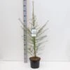 Europæisk Lærk Larix Decidua Potte 5,0 Liter,- 80-100 Cm. 1 Europæisk Lærk Larix Decidua Potte 5,0 Liter,- 80-100 Cm. -Osmoz Naturens Butik p35689 38864 image b69a