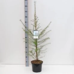 Europæisk Lærk Larix Decidua Potte 5,0 Liter,- 80-100 Cm.