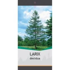 Europæisk Lærk Larix Decidua Potte 5,0 Liter,- 80-100 Cm. -Osmoz Naturens Butik p35689 38865 image 4cdd