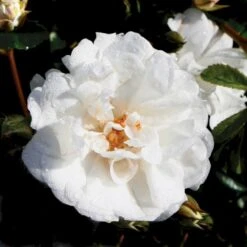 'Brilliant Cover'® Rosa X 'Brilliant Cover'® (Bunddækkerose) A-Kvalitet,- Barrods Roser Min. 3 Grene