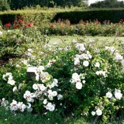 'Brilliant Cover'® Rosa X 'Brilliant Cover'® (Bunddækkerose) A-Kvalitet,- Barrods Roser Min. 3 Grene 10 'Brilliant Cover'® Rosa X 'Brilliant Cover'® (Bunddækkerose) A-Kvalitet,- Barrods Roser Min. 3 Grene -Osmoz Naturens Butik p356 51929 rosa x brilliant cover bunddaekkerose 3e20