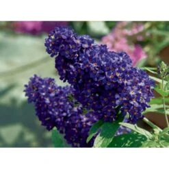 Sommerfuglebusk Buzz 'Midnight' Buddleja Buzz 'Midnight' 3,0 Liter Potte