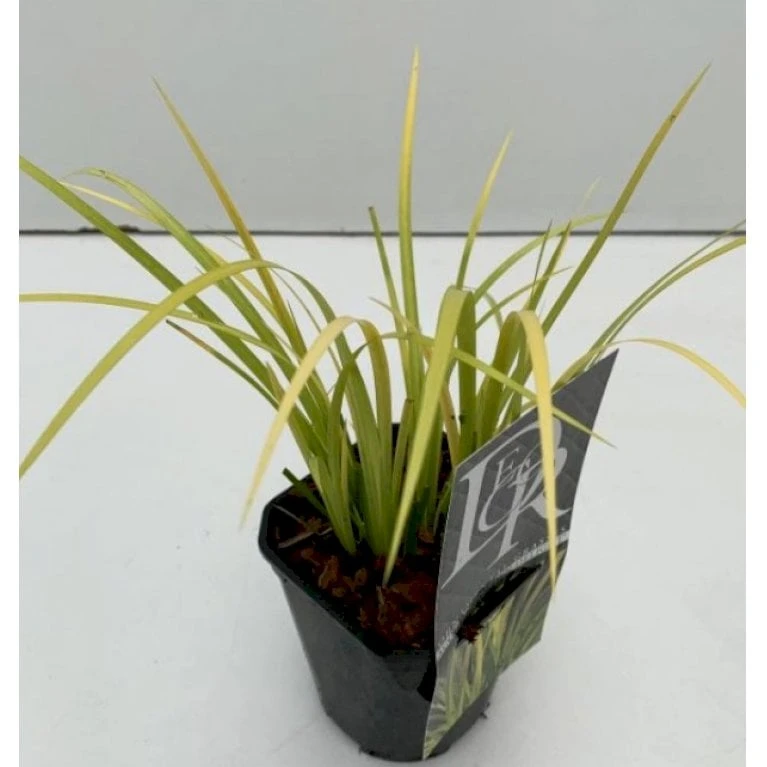 Kalmus 'Golden Delight' Acorus Gramineus 'Golden Delight' 1 Liter Potte 5 Kalmus 'Golden Delight' Acorus Gramineus 'Golden Delight' 1 Liter Potte - Billede 3