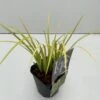 Kalmus 'Golden Delight' Acorus Gramineus 'Golden Delight' 1 Liter Potte