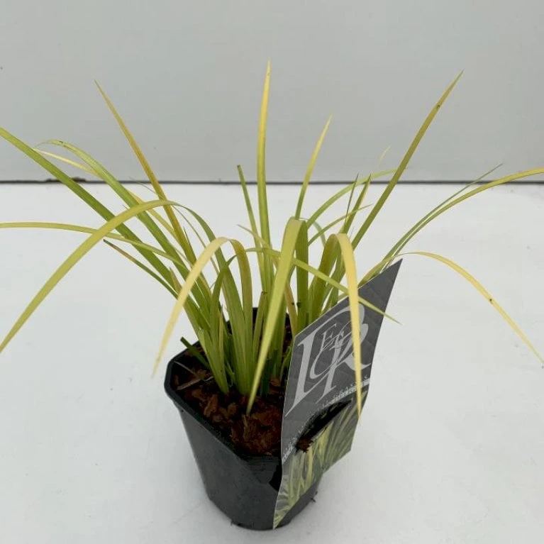 Kalmus 'Golden Delight' Acorus Gramineus 'Golden Delight' 1 Liter Potte 3 Kalmus 'Golden Delight' Acorus Gramineus 'Golden Delight' 1 Liter Potte