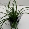 Star 'Everlime' Carex Oshimensis 'Everlime' 1 Liter Potte -Osmoz Naturens Butik p35714 43576 carex oshimensis everlime 463e