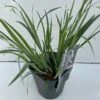 Star 'Bunny Blue' Carex Laxiculmis 'Bunny Blue' Potte 2 Liter. -Osmoz Naturens Butik p35717 42603 carex laxiculmis bunny blue 6cf5