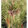 Lav Elefantgræs 'Adagio' Miscanthus Sinensis 'Adagio' 5 Liter Potte