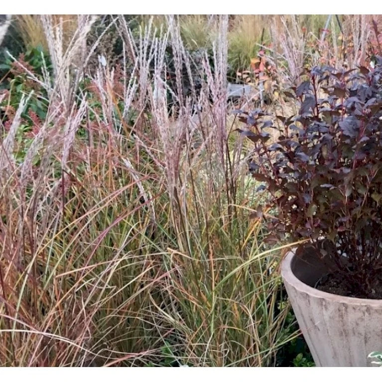 Lav Elefantgræs 'Pink Cloud' Miscanthus Sinensis 'Pink Cloud' 5 Liter Potte 3 Lav Elefantgræs 'Pink Cloud' Miscanthus Sinensis 'Pink Cloud' 5 Liter Potte