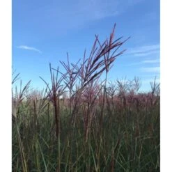 Elefantgræs 'Red Chief' Miscanthus Sinensis 'Red Chief' 5 Liter Potte