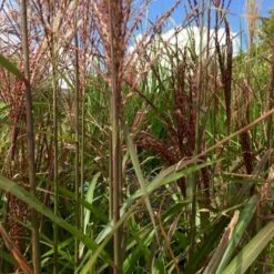 Elefantgræs 'Red Chief' Miscanthus Sinensis 'Red Chief' 5 Liter Potte -Osmoz Naturens Butik p35728 38577 miscanthus sinensis red chief bf1a