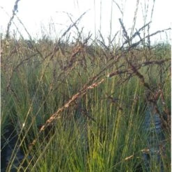 Blåtop 'Edith Dudszus' Molinia Caerulea 'Edith Dudszus' Potte 2,0 Liter,- 40-60 Cm. -Osmoz Naturens Butik p35730 38565 molinia caerulea edith dudszus 275d