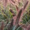 Lampepudsergræs 'Red Head' Pennisetum Alopecuroides 'Red Head' 3,0 Liter Potte -Osmoz Naturens Butik p35734 50917 pennisetum alopecuroides red head 8754
