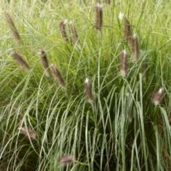 Lampepudsergræs 'Red Head' Pennisetum Alopecuroides 'Red Head' 3,0 Liter Potte -Osmoz Naturens Butik p35734 50918 pennisetum alopecuroides red head 52a3