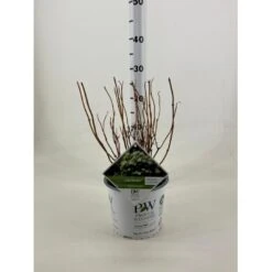 Træagtig Hortensia 'Lime Rickey' Hydrangea Arborescens 'Lime Rickey' Potte 3,0 Liter,- 25-30 Cm.