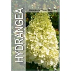 Syrén-Hortensia 'Polar Bear' Hydrangea Paniculata 'Polar Bear' Potte 3,0 Liter,- 30-40 Cm. -Osmoz Naturens Butik p35748 38372 image d8df