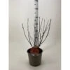Blærespiræa 'Diable DOr' Physocarpus Opulifolius 'Diable DOr' Potte 3,0 Liter,- 30-40 Cm. 2 Blærespiræa 'Diable DOr' Physocarpus Opulifolius 'Diable DOr' Potte 3,0 Liter,- 30-40 Cm. -Osmoz Naturens Butik p35750 38383 image 2f55