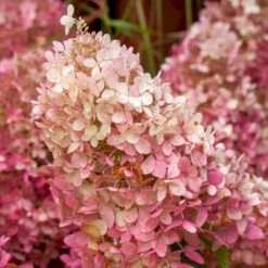 Syrén-Hortensia 'Tickled Pink' Hydrangea Paniculata 'Tickled Pink' 3,5 Liter Potte -Osmoz Naturens Butik p35769 49331 hydrangea paniculata tickled pink 598a