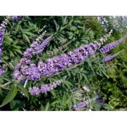 Vitex Agnus-Castus 'Delta Blues' Vitex Agnus-cactus 'Delta Blues' Potte 3,5 Liter,- 30-50 Cm. -Osmoz Naturens Butik p35772 49093 vitex agnus cactus delta blues c7c5