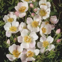 'Butterflies'™ Rosa X 'Butterflies'™ (Bunddækkerose) A-Kvalitet,- Barrods Roser Min. 3 Grene -Osmoz Naturens Butik p357 51932 rosa x butterflies bunddaekkerose 7c21