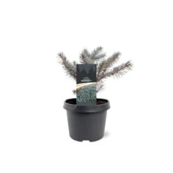 Blågran 'Karpaten' Picea Pungens 'Karpaten' Potte 3,0 Liter,- 20-25 Cm. -Osmoz Naturens Butik p35834 43353 picea pungens karpaten b653