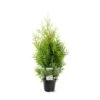 Almindelig Thuja 'Golden Brabant' Thuja Occidentalis 'Golden Brabant' Potte 3,0 Liter,- 60-70 Cm. -Osmoz Naturens Butik p35837 38926 thuja occidentalis golden brabrant bb90