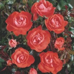 'Cadillac'™ Rosa X 'Cadillac'™ (Slotsrose) A-Kvalitet,- Barrods Roser Min. 3 Grene -Osmoz Naturens Butik p35863 51768 rosa x cadillac slotsrose 9025