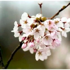 Nye udgivelser -Osmoz Naturens Butik p35864 38970 prunus x yedoensis 6c76