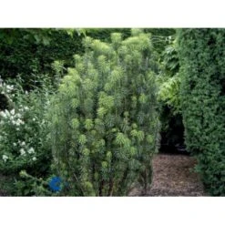 Blommebladet Taks 'Fastigiata' Cephalotaxus Harringtonia 'Fastigiata' Potte 5,0 Liter,- 50-60 Cm. 8 Blommebladet Taks 'Fastigiata' Cephalotaxus Harringtonia 'Fastigiata' Potte 5,0 Liter,- 50-60 Cm. -Osmoz Naturens Butik p3587 2666 cephalotaxus harringtonia fastigiata b374