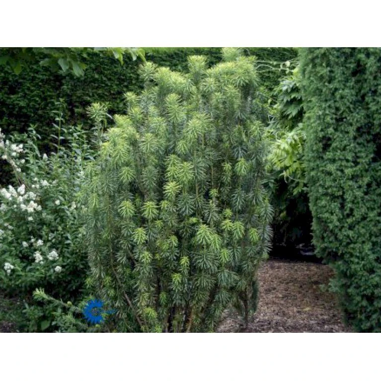 Blommebladet Taks 'Fastigiata' Cephalotaxus Harringtonia 'Fastigiata' Potte 5,0 Liter,- 50-60 Cm. 5 Blommebladet Taks 'Fastigiata' Cephalotaxus Harringtonia 'Fastigiata' Potte 5,0 Liter,- 50-60 Cm. - Billede 3