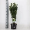 Blommebladet Taks 'Fastigiata' Cephalotaxus Harringtonia 'Fastigiata' Potte 5,0 Liter,- 50-60 Cm. -Osmoz Naturens Butik p3587 33419 cephalotaxus harringtonia fastigiata 0ea5